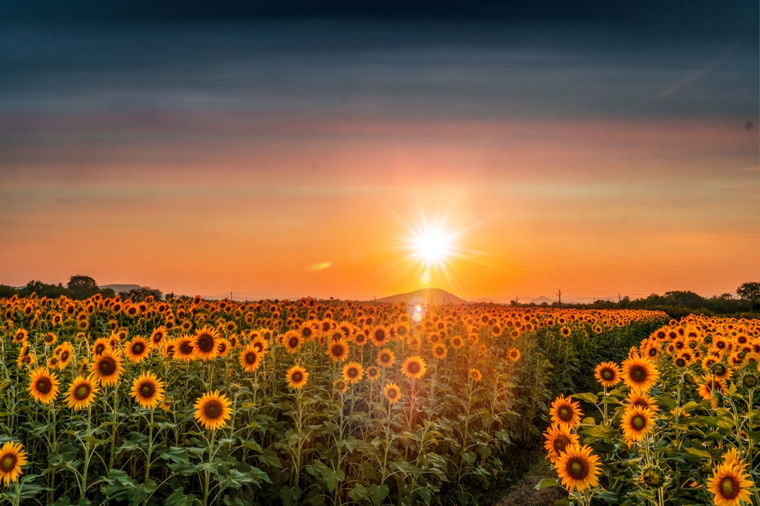 Photo Sunflower field